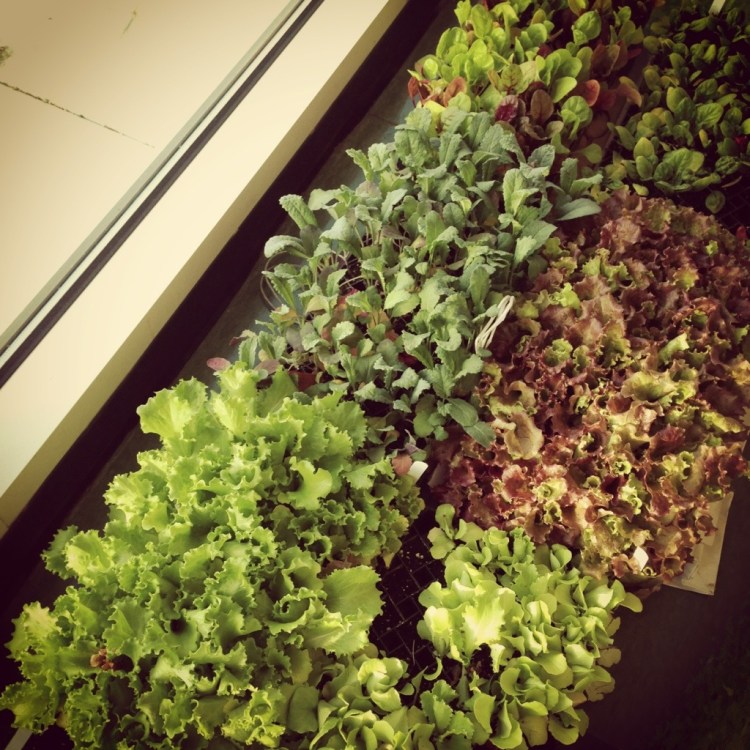 20130418-143732.jpg