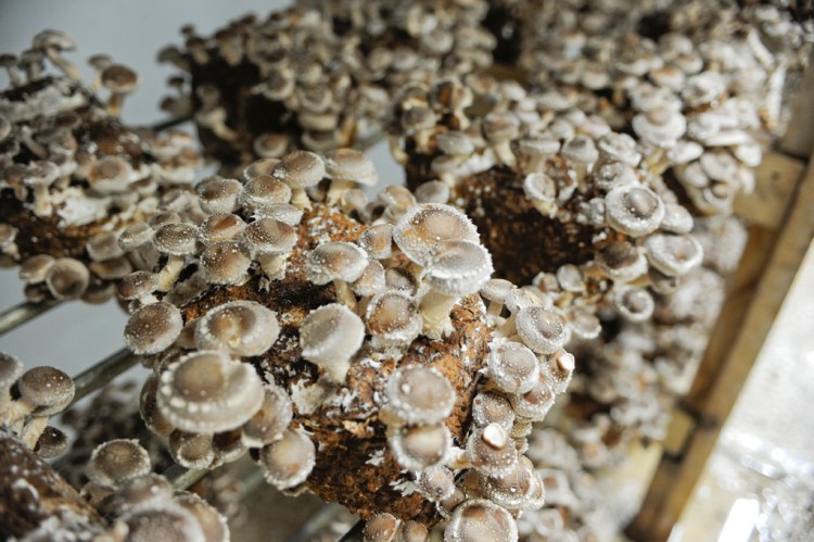 sparta imperial_AMP5301e