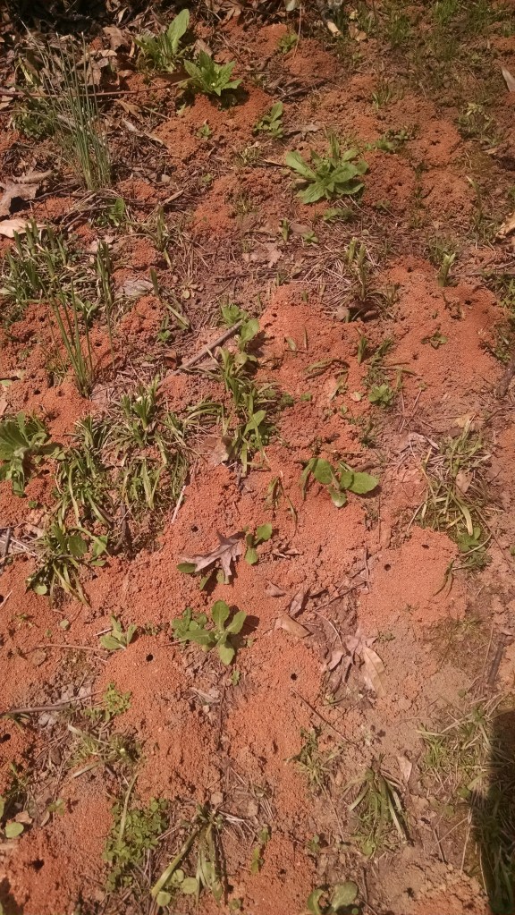 IMG_20150318_144954492