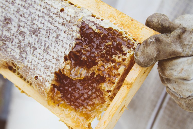 2015-04-28 Honey Harvest -13