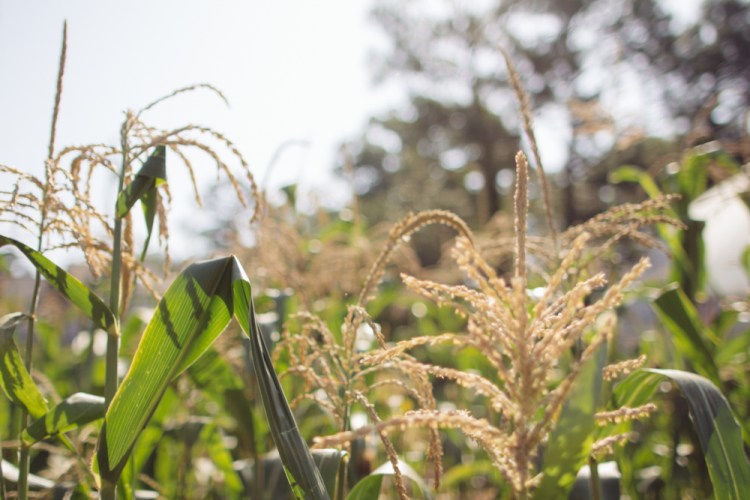 2015-06-17 Rag and Frass Farm -15