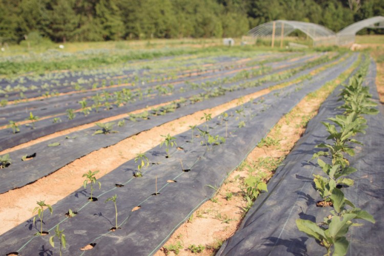 2015-06-17 Rag and Frass Farm -17