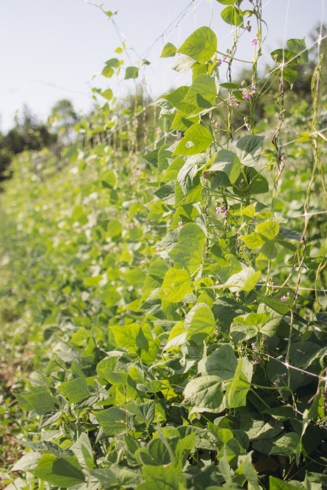 2015-06-17 Rag and Frass Farm -20