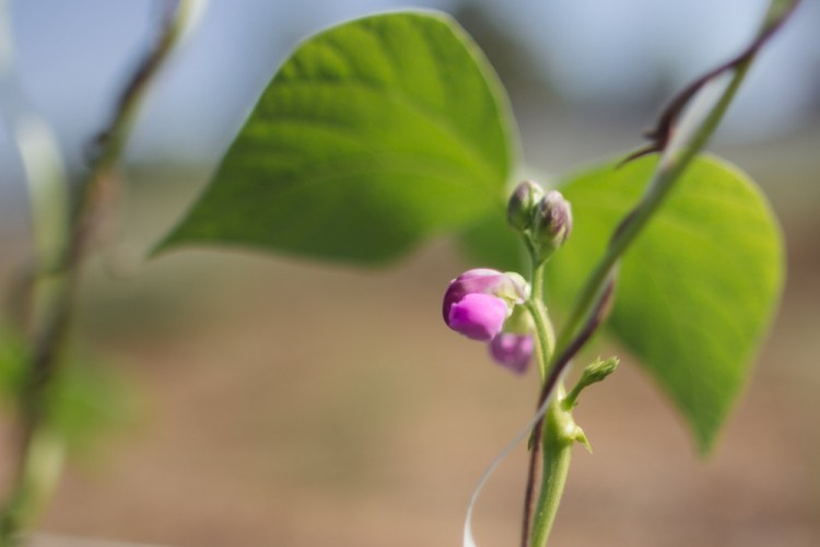 2015-06-17 Rag and Frass Farm -31