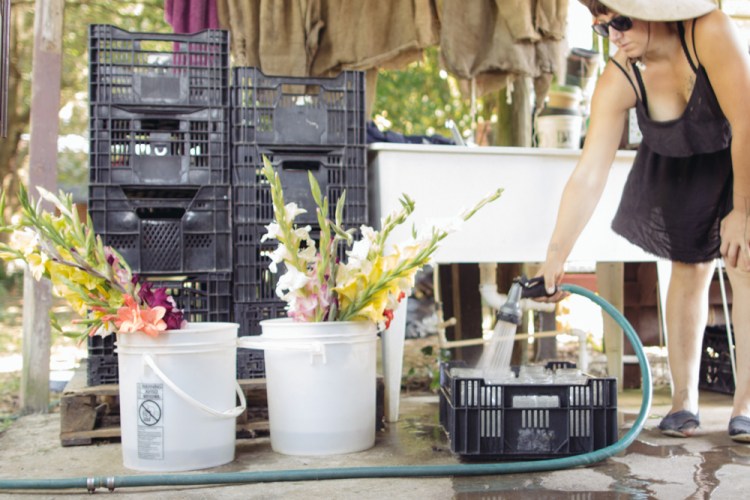 2015-06-17 Rag and Frass Farm -45