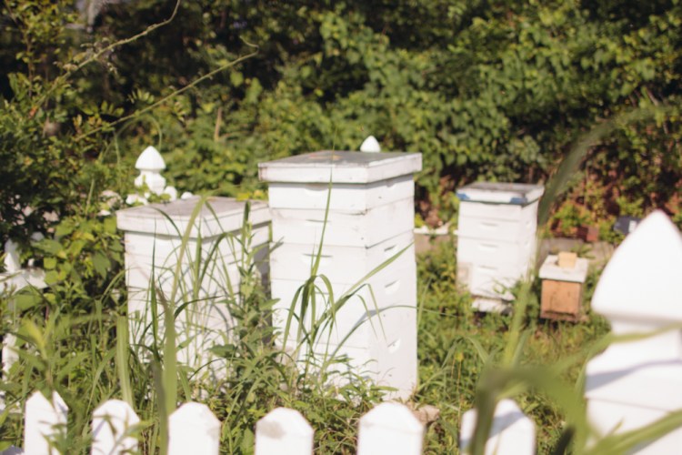 2015-06-19 Sharko Farms -10