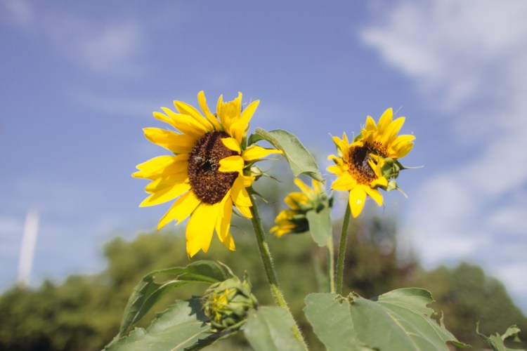 2015-06-19 Sharko Farms -13
