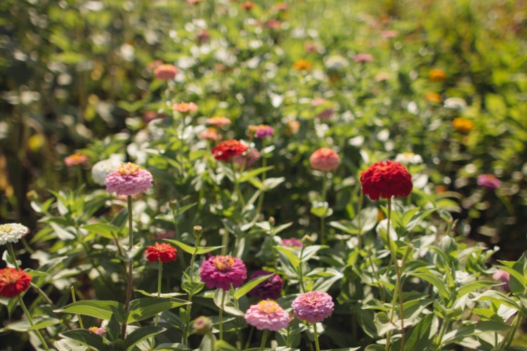 2015-06-19 Sharko Farms -15