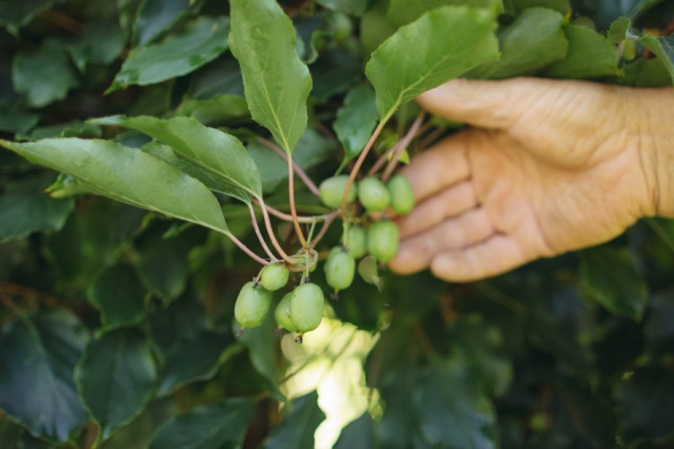 2015-06-19 Sharko Farms -18