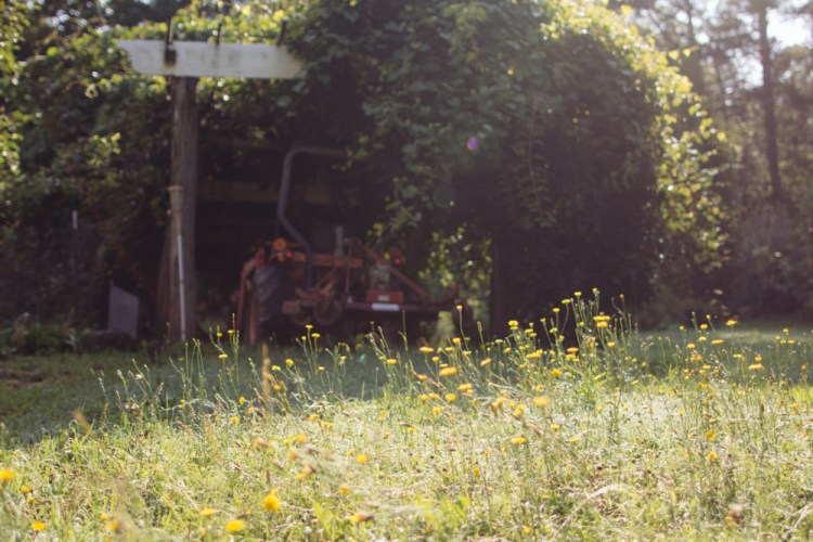 2015-06-19 Sharko Farms -2