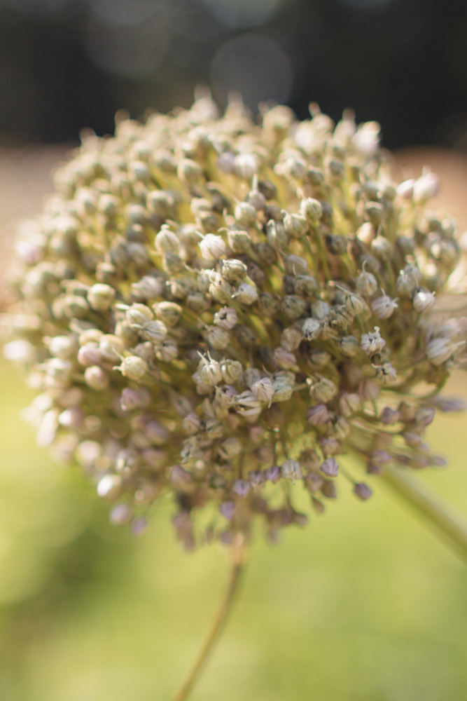 2015-06-19 Sharko Farms -27