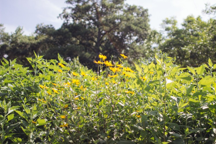 2015-06-19 Sharko Farms -34