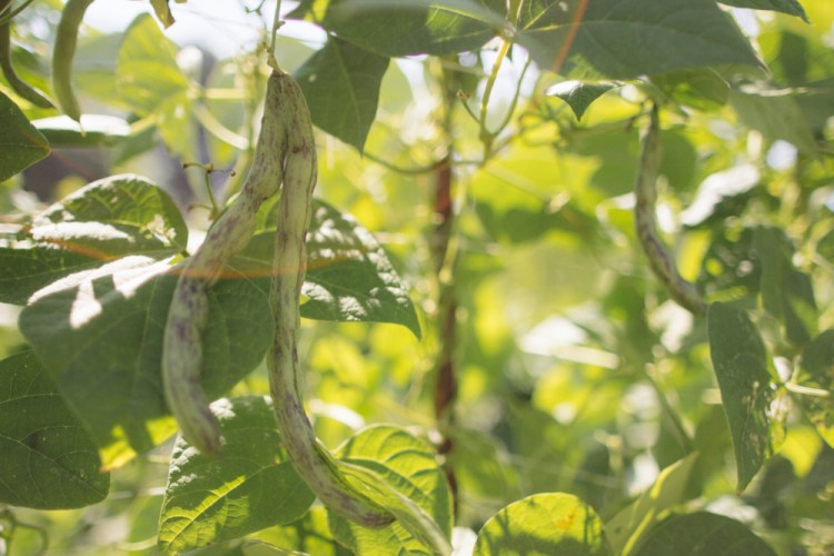 2015-06-19 Sharko Farms -37