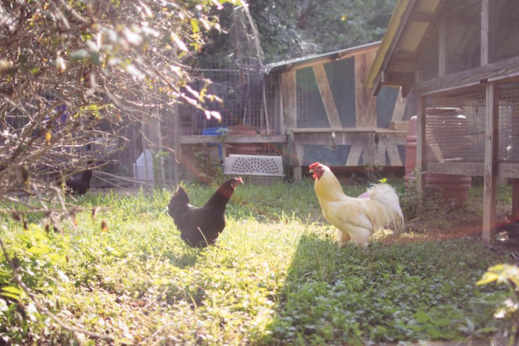 2015-06-19 Sharko Farms -4