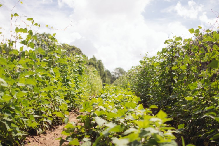 2015-06-19 Sharko Farms -41