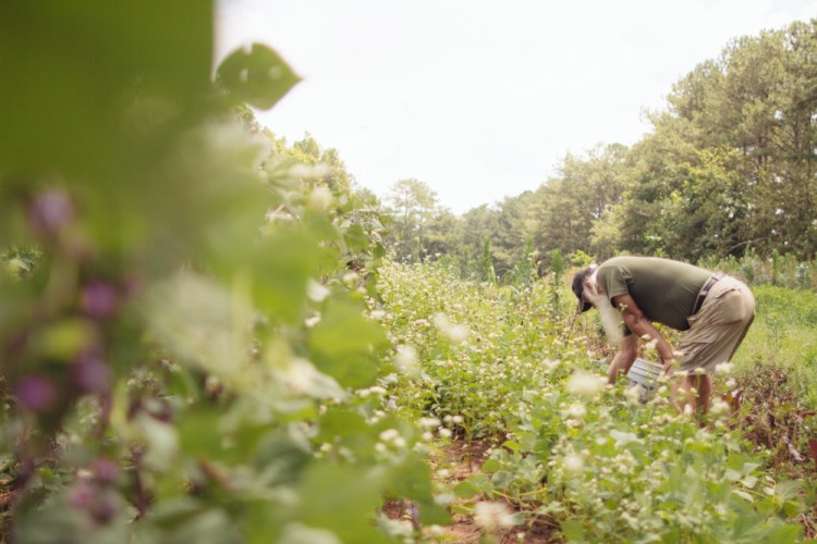 2015-06-19 Sharko Farms -44