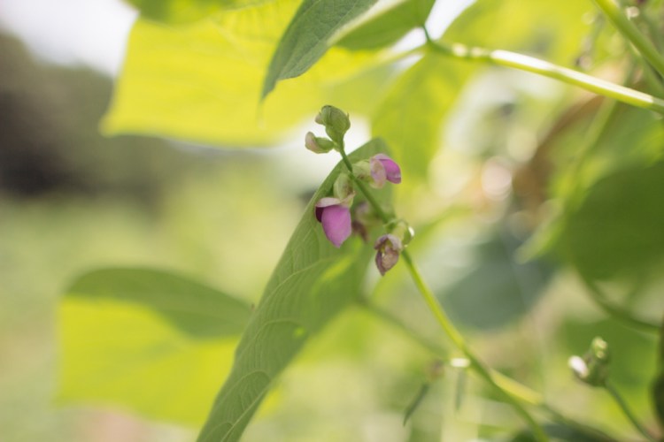 2015-06-19 Sharko Farms -48