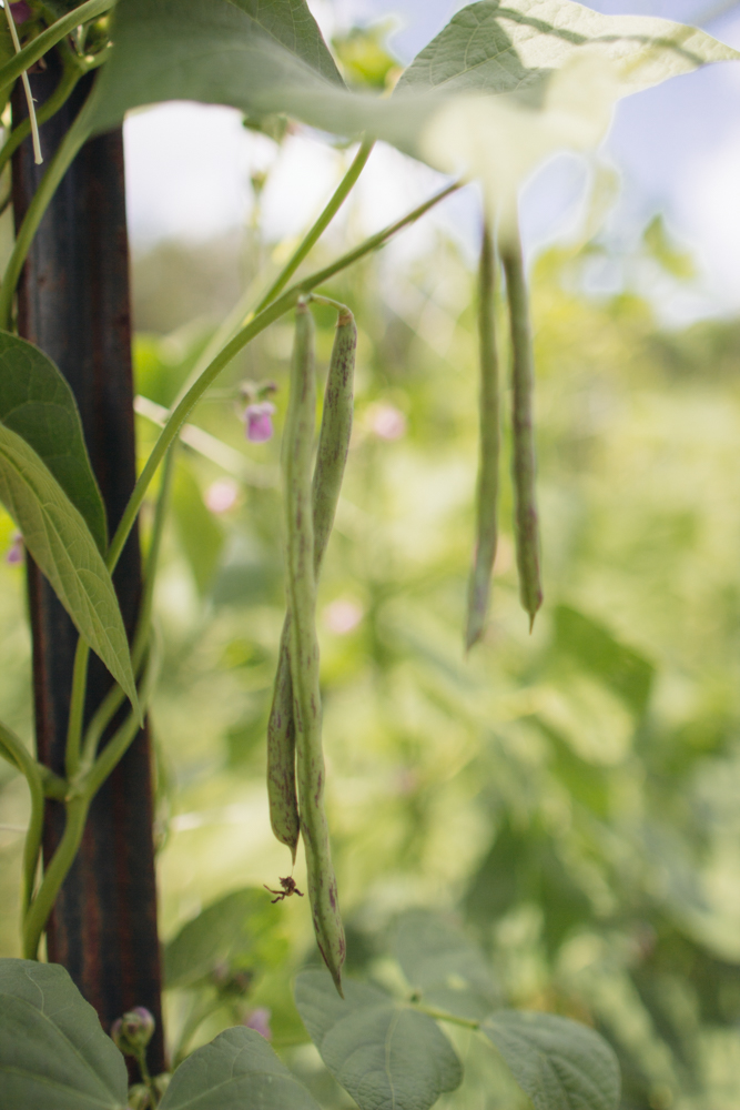 2015-06-19 Sharko Farms -50