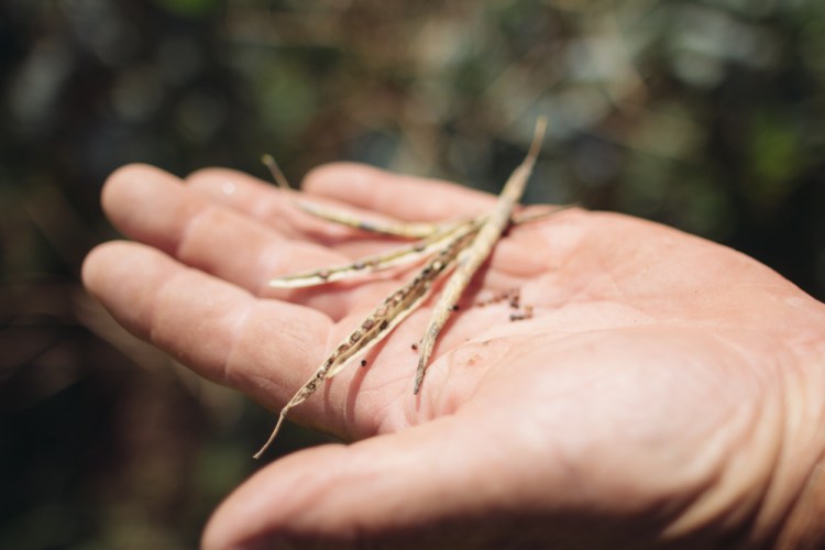 2015-06-19 Sharko Farms -54