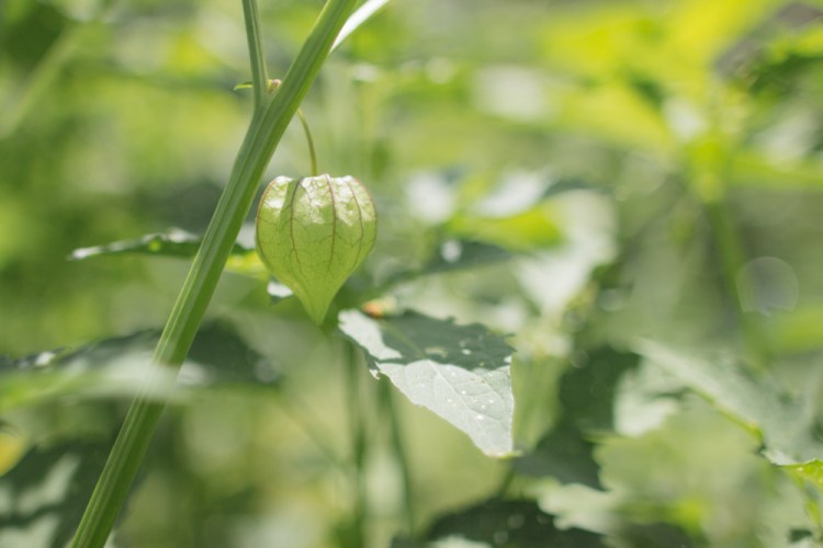 2015-06-19 Sharko Farms -55