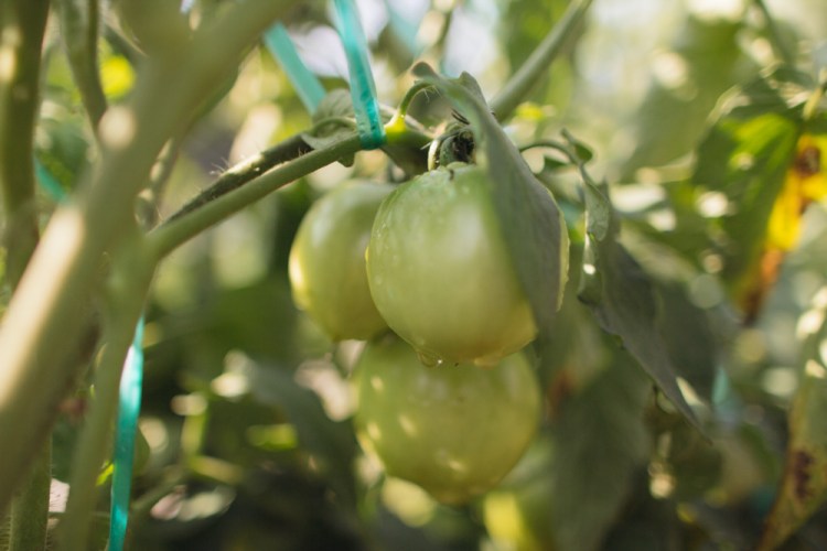 2015-06-19 Sharko Farms -8