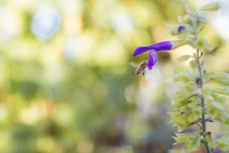 2015-10-05 Edible Schoolyard -6