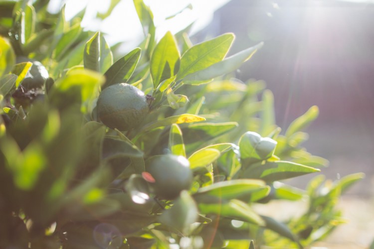 2015-10-05 Edible Schoolyard -7