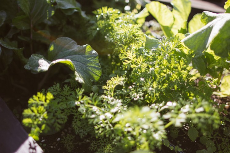 2015-10-15 Wylde Center 15