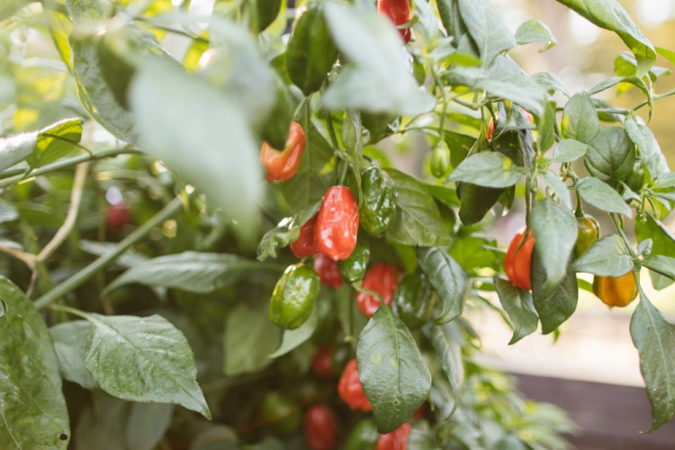 2015-10-15 Wylde Center 2