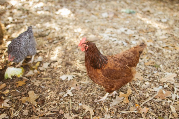 2015-10-15 Wylde Center 29