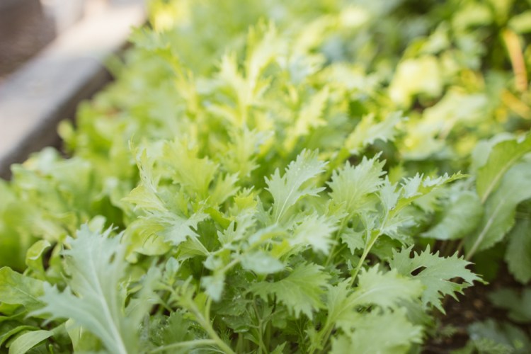 2015-10-15 Wylde Center 37