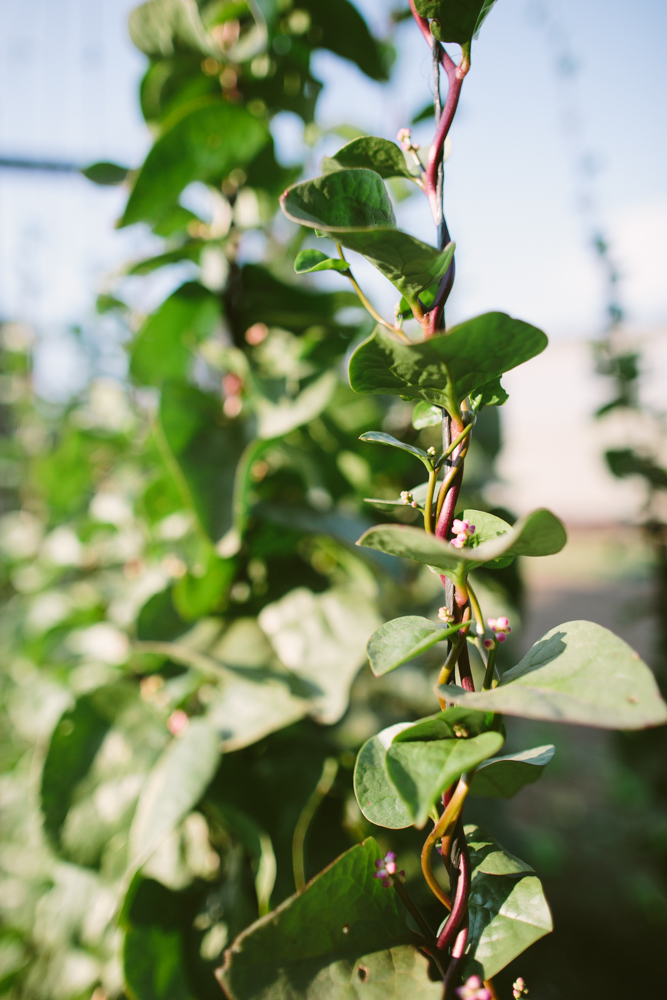 2015-12-29 Farm Visit 14