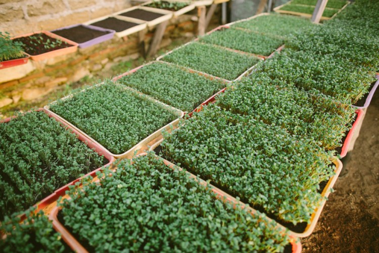 2015-12-29 Farm Visit 22