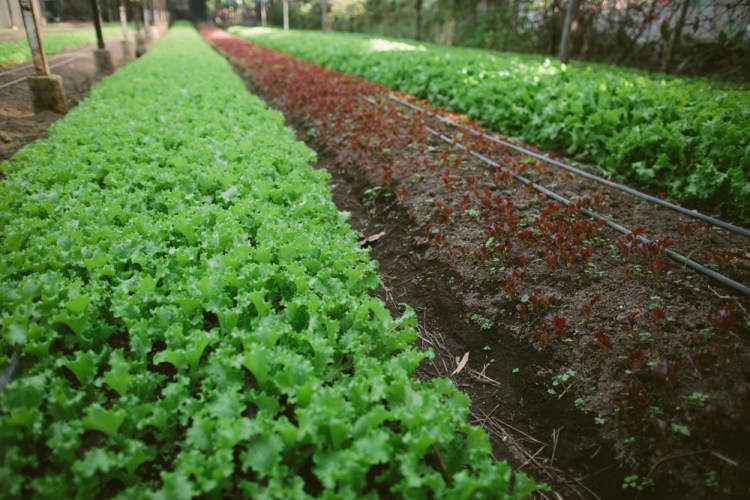 2015-12-29 Farm Visit 3