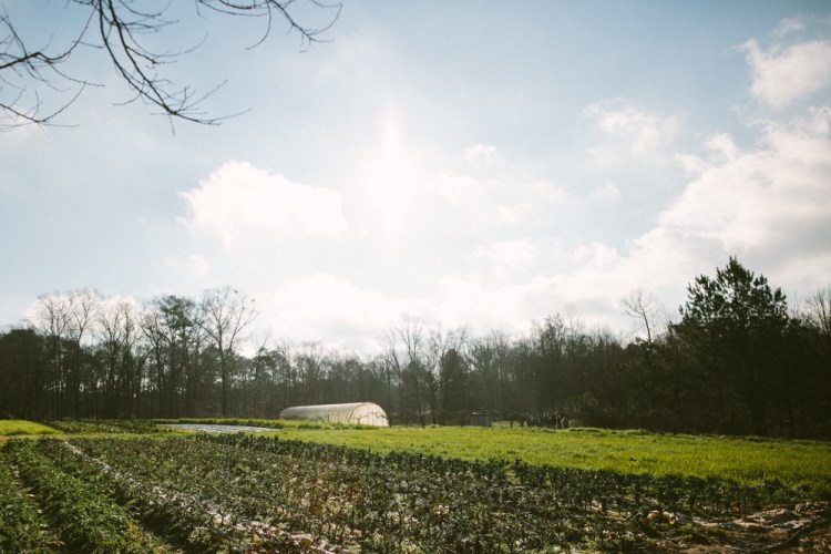 2016-01-16 Love is Love Farm 1